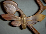 Bronze Sculpture - Art
