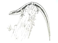 Drawing - Art